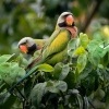 Alexandr ruzovy - Psittacula alexandri - Red-breasted Parakeet o0018